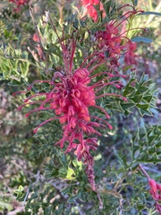 Grevillea bipinnatifida
