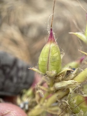 Penstemon speciosus