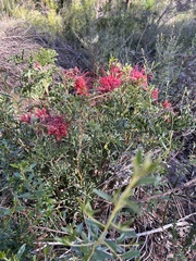 Grevillea bipinnatifida