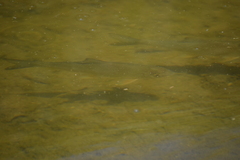 Moxostoma erythrurum