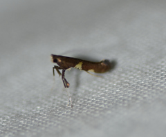 Caloptilia umbratella