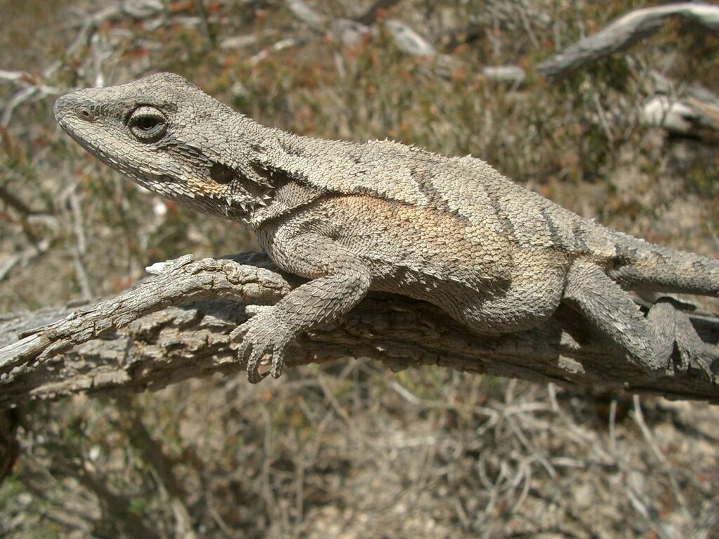 Mallee Tree Dragon from Yalata SA 5690, Australia on December 09, 2007 ...