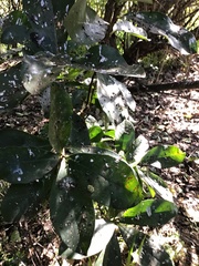Corynocarpus laevigatus