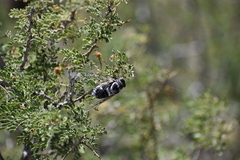 Cacama californica