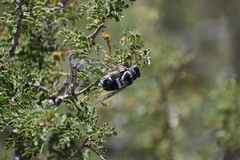 Cacama californica