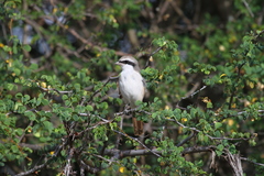 Lanius phoenicuroides