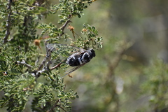 Cacama californica
