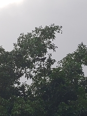 Crotophaga sulcirostris