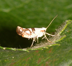 Argyresthia oreasella