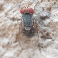 Prosopomyia
