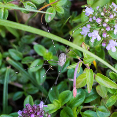 Leiobunum religiosum