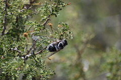 Cacama californica