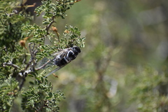 Cacama californica