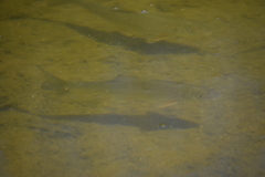 Moxostoma erythrurum