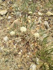 Eriogonum pauciflorum