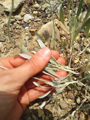 Eriogonum pauciflorum