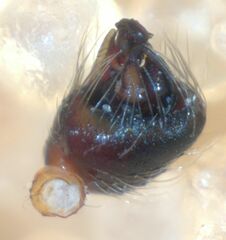 Theridion michelbacheri