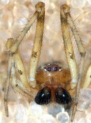 Theridion michelbacheri