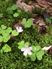 Oxalis montana image