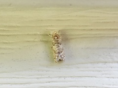 Retinia gemistrigulana