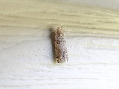 Retinia gemistrigulana