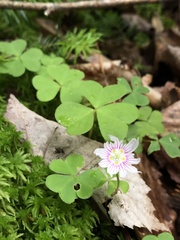 Oxalis montana image