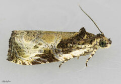 Olethreutes connectum