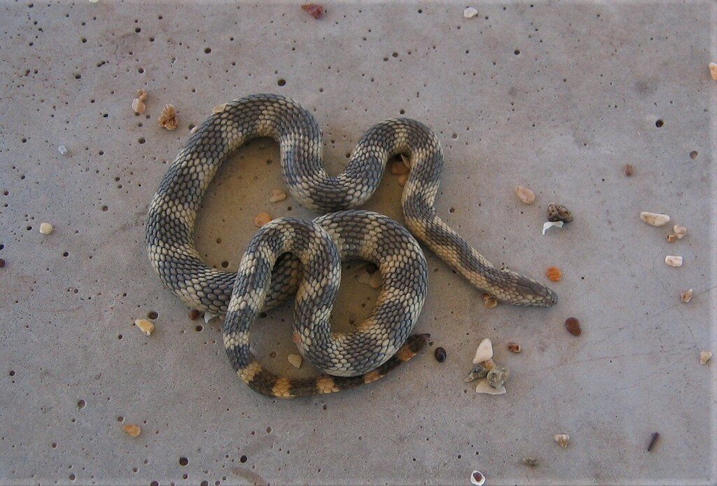 North-Western Mangrove Seasnake