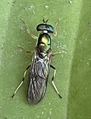 Merosargus caeruleifrons