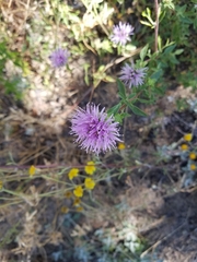Monardella purpurea