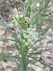 Asclepias subverticillata