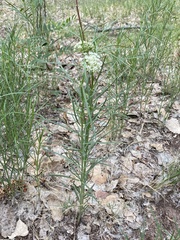 Asclepias subverticillata