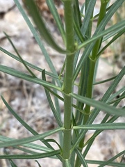 Asclepias subverticillata