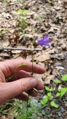 Campanula intercedens