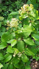 Viburnum cassinoides image