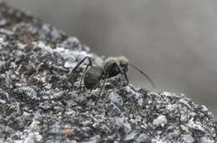 Camponotus pellarius