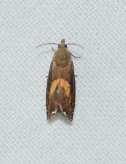 Dichrorampha bittana