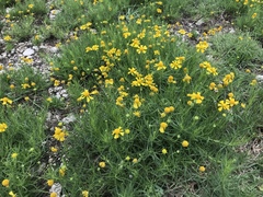 Helenium amarum amarum