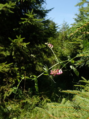 Vicia dumetorum