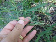 Digitaria ciliaris