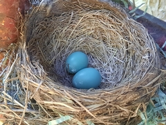 Turdus migratorius image