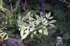 Thermopsis divaricarpa