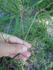 Digitaria ciliaris