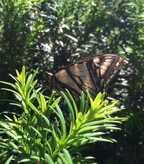 Papilio canadensis