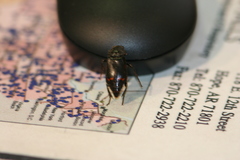 Nicrophorus pustulatus