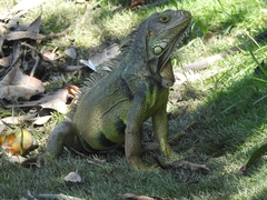 Iguana iguana