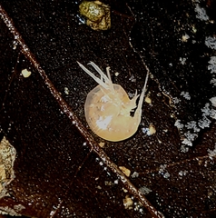 Allocrangonyx pellucidus