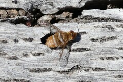 Lepidanthrax oribates