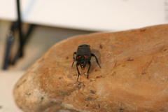 Nicrophorus pustulatus