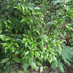 Syzygium levinei